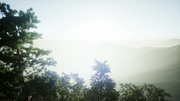 Sun Beams Through Trees alt