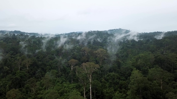 Tropical Rainforest Dipterocarp Trees