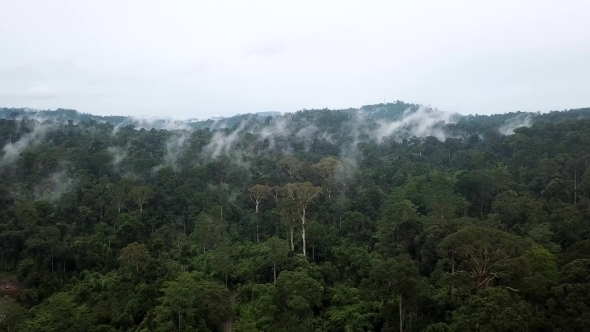  Tropical Rainforest Dipterocarp Trees