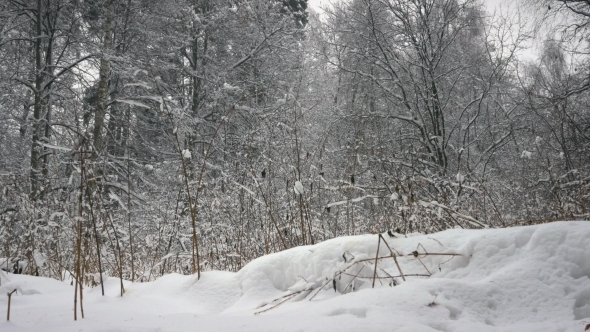 Winter Forest, Trees in the Snow