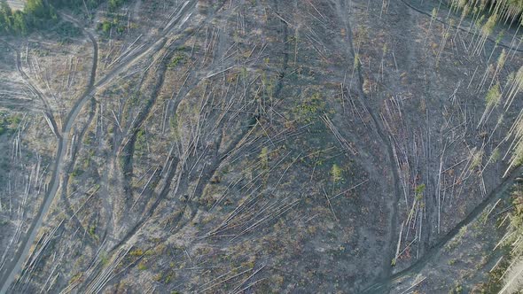 Deforestation of ancient woodland in Poland seen from above, aerial