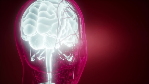 Anatomy of Human Brain alt