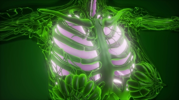Human Body with Visible Lungs alt