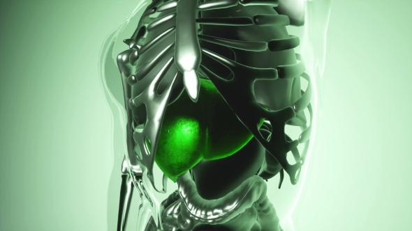 Human Liver Model with All Organs and Bones alt