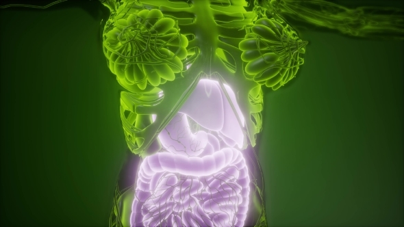 Human Body with Visible Digestive System alt