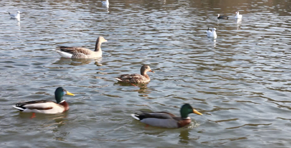 Ducks swimming on Lake - 2 different files Full HD