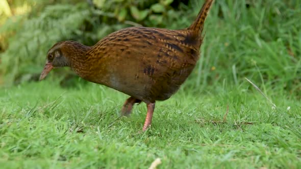 Weka walking through grass, camera zooming out. The Weka is a flightless bird native to New Zealand