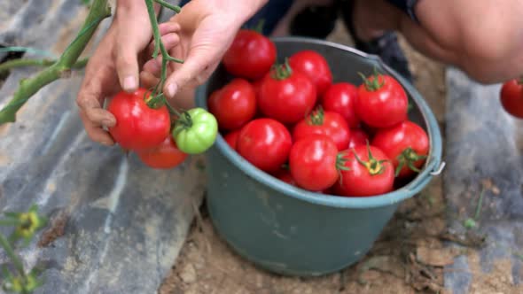 Hands Picking Ripe Tomatoes