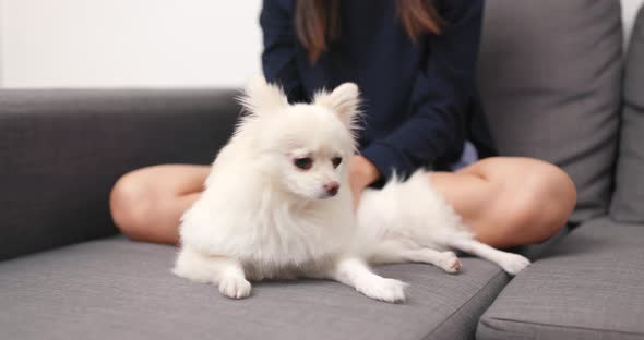 Pomeranian dog lying on sofa