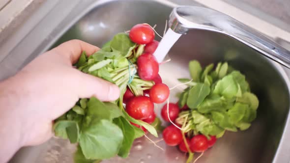 Close Up of Hands Washing Freshly Harvested Organic Radishes with Clean Water in the Kitchen