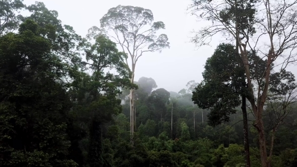 Aerial of Tropical Rainforest Dipterocarp Trees