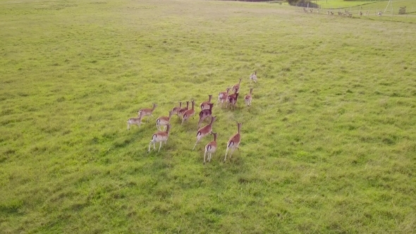 Group of Deer Playfully Runs to Catch up with the Rest of the Herd