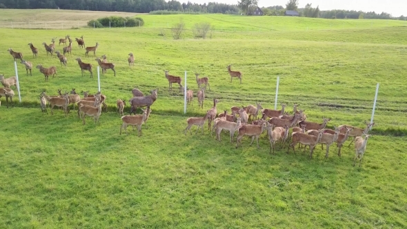 Aerial View of the Grazing Deers in Captivity
