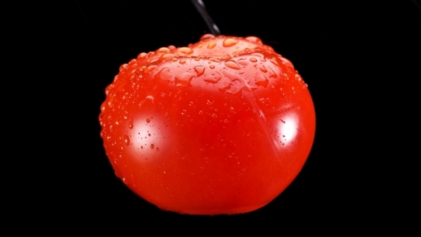 Red Tomato Watered with Water To Wash