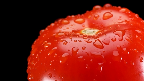 Red Tomato with Water Drops, Slowly Rotating on Black Background,