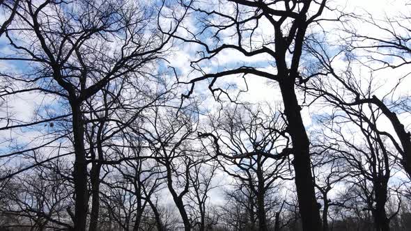 Forest with Trees Without Leaves During the Day