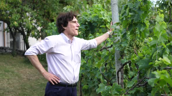 Portrait of a retired professor teacher in a garden checking grapes on a vine