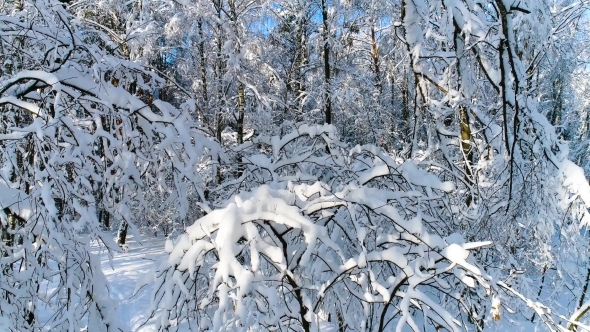 Snowy Branches in Forest Winter Fairy Background