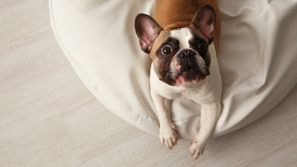 the Dog Barks. a Displeased French Bulldog Barking at Home on a White Sunbed in a Bright Interior.