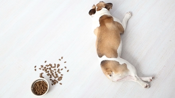  Dog Refuses To Eat Tasteless Food