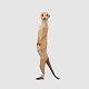 Meerkats - 3DOcean Item for Sale