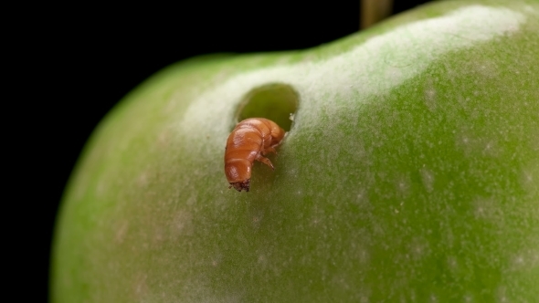 the Larva Feeds on a Green Apple and Chewed a Hole in It,