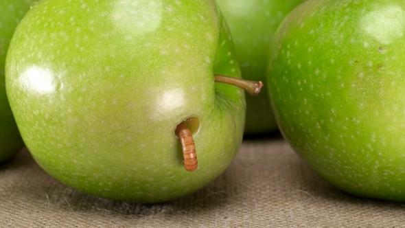 the Larva Feeds on a Green Apple and Chewed a Hole in It,