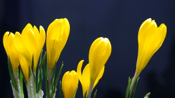 of Crocus Flower Blooming on Black and Blue Background