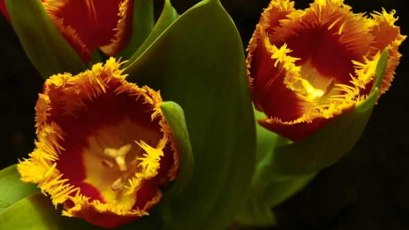 of Tulip Flower Blooming on Black and Blue Background