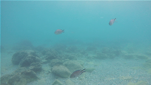 Submerged in the Bottom of the Sea