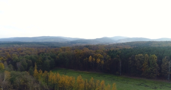 Flying Over Forest