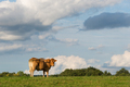 Aquitaine cow in a field - PhotoDune Item for Sale