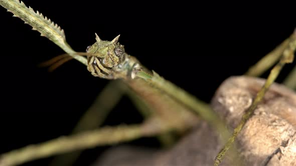 Stick Insect Medauroida Extradentata, Family Phasmatidae.