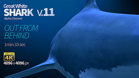 Shark 11