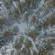 Flight Above Winter Forest - VideoHive Item for Sale