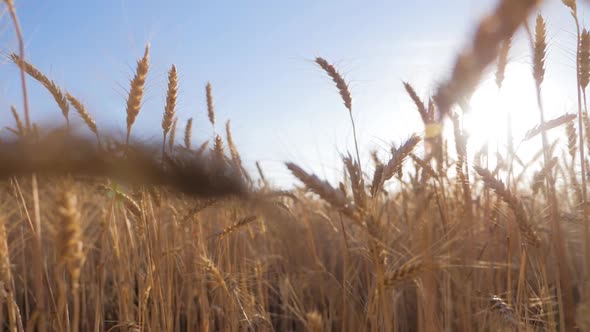 Ears of Golden Wheat Close Up at Sunlight. Concept Harvest.