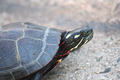 Painted Turtle - PhotoDune Item for Sale
