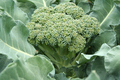 Broccoli close-up - PhotoDune Item for Sale