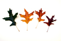Oak leaf color changes - PhotoDune Item for Sale