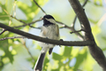Black-capped Chickadee - PhotoDune Item for Sale