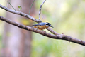Red-breasted Nuthatch - PhotoDune Item for Sale