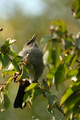 Gray catbird - PhotoDune Item for Sale