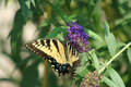 Eastern Tiger Swallowtail butterfly - PhotoDune Item for Sale
