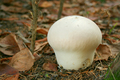 Puffball Mushroom - PhotoDune Item for Sale