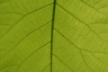 Leaf Veins - PhotoDune Item for Sale