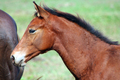 Brown Colt horse - PhotoDune Item for Sale