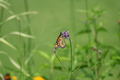 Orange Monarch Butterfly - PhotoDune Item for Sale