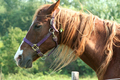 Brown Horse - PhotoDune Item for Sale