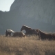 Three Horses Lie on Pasture in Autumn - VideoHive Item for Sale