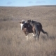 Pair of Horses Play in the Pasture - VideoHive Item for Sale